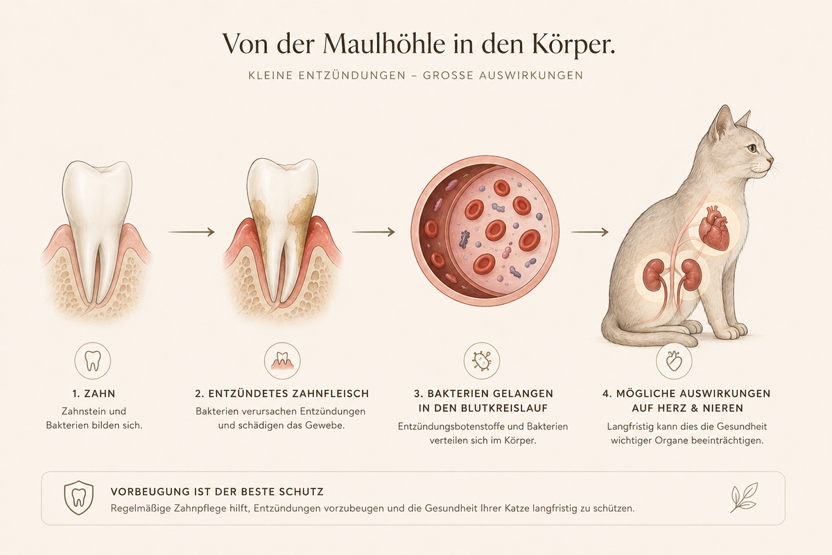 So gelangen Bakterien vom Maul in den Körper – Herz, Nieren, Leber.