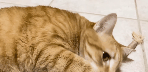 8 von 10 Katzen sind sofort begeistert